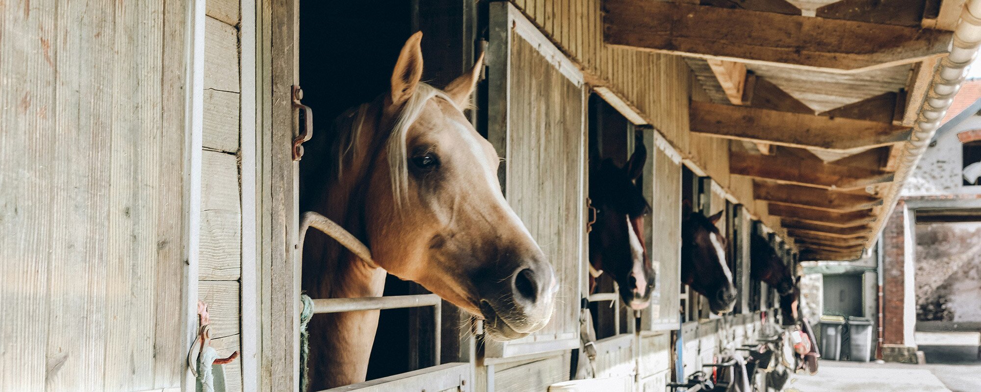 brandbeveiliging-paarden.jpg