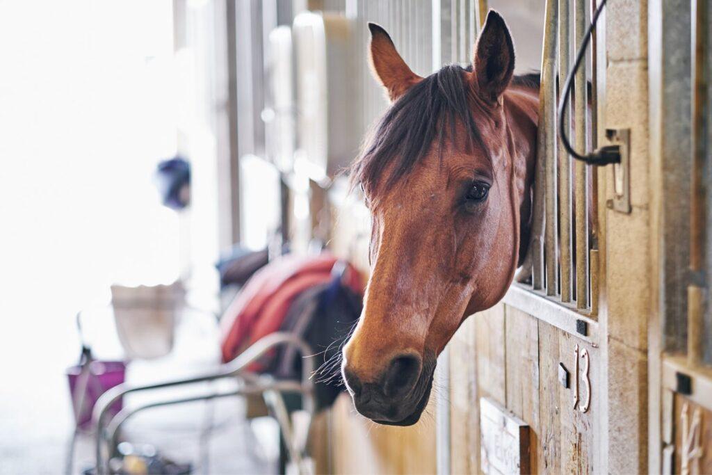 Paarden beveiligen met een camera | SecurCo