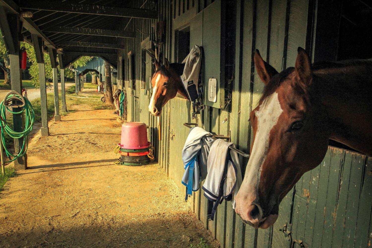 Wat zijn de beste tips voor het plaatsen van beveiligingscamera's in een paardenstal