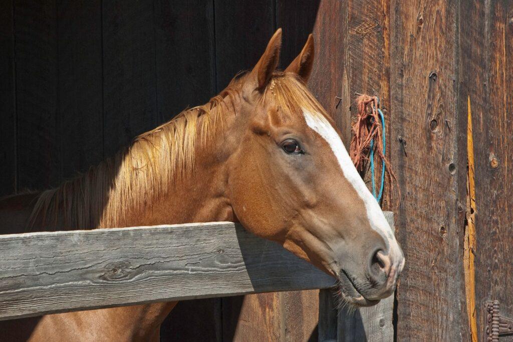 Alarmsystemen voor een paardenstal | Info